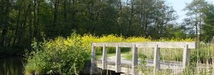 Wandelcafé Amsterdamse Bos. Singles 35+