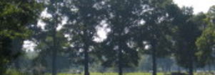 Wandelcafé St. Michielsgestel Dommel en Haanwijk. Wandelen singles 40+ 50+ 60+