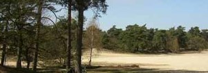 Singles wandelcafe Loonse en Drunense Duinen. Wandelen singles 40+50+60+