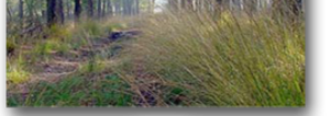 SE Wandelcafe Veluwse heide Epe. Wandelen singles 40+50+60+