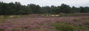 SE Wandelcafe Garderen. Veluwe. Wandelen singles 40+50+60+