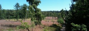 SE Wandelcafe 40+50+ Amerongen Amerongse Berg