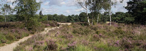 SE Wandelcafe Driebergen landgoed Heidestein. Singles 40+50+60+