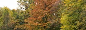 SE Herfstwandeling Wageningen. Singles 45+55+65+