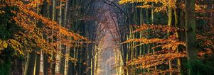 SE Wandelcafe Rhenen Prattenburg. Nieuw! Wandelen singles 45+55+65+