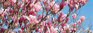 SE Wandelcafe Wageningen. Belmonte & uiterwaarden. Wandelen singles 45+ 55+ 65+
