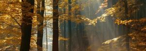 SE Wandelcafe Driebergen Stameren. Wandelen singles 45+ 55+65+