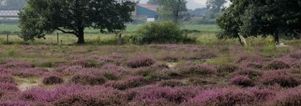 Wandelcafe Ede Ginkelse Heide. Wandelen singles