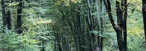 Wandelcafe Driebergen Heidestein. Singles