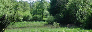 Wandelcafé Amsterdamse Bos. Singles 35+