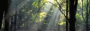 NS Wandeling Ede-Wageningen naar Wolfheze