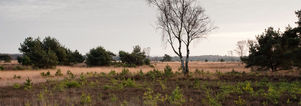 Winter Wandelcafé Ginkelse Heide Ede