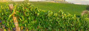 Singlereis Italie Culinair. Toscane & Florence. GAAT NIET DOOR