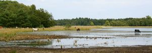 Pinksteren Wandelcafé Leersumse Veld. Vennen, heide, bos