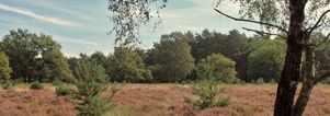 Wandelcafé Wolfhezer Heide.