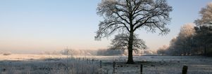 Winter Wandelcafé Riel bij Goirle- Tilburg, Regte Heide