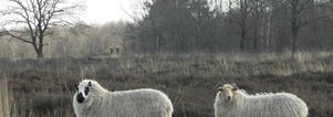 Single Weekend Drenthe. Gezelligheid, wandelen, borrelen, dansen 3 dgn.