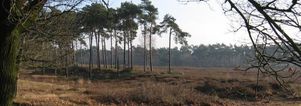 Wandelcafé Oss/ Herpen Herperduin. Singles 40+50+60+ GAAT NIET DOOR