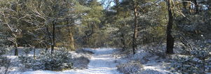 Kerst Wandelcafé Driebergen. Wandelen Singles 40+ 50+ 60+