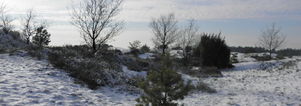 Wandelcafé Vierhouten - Veluwe. Wandelen singles 40+50+60+