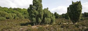 Wandelcafé Zuiderheide bij Hilversum. Wandelen singles 40+