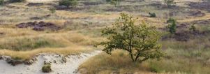 Nieuwjaars Wandelcafé Loonse en Drunense Duinen. Wandelen singles 40+50+60+