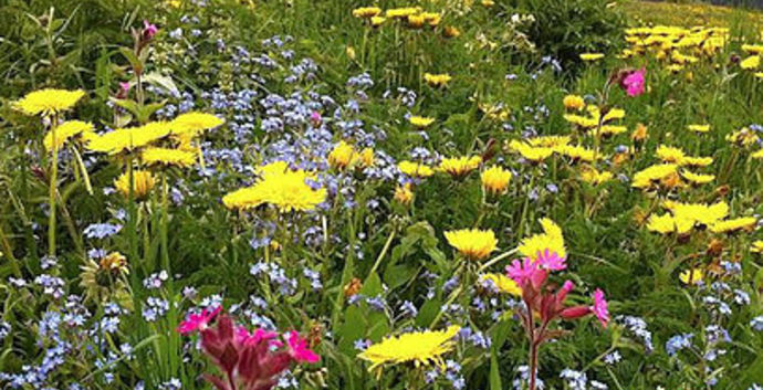 Zomerweek Zwitserland: Yoga/ Tai Chi/ Massage/ HSP/ Relaties & Wandelen. 7 dgn