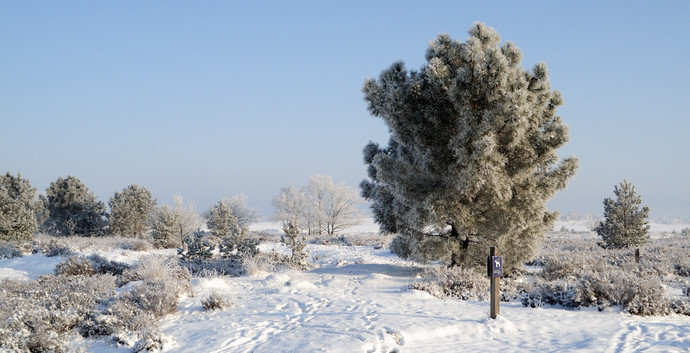 Wandelcafé Loonse en Drunense Duinen. Wandelen singles 40+50+60+