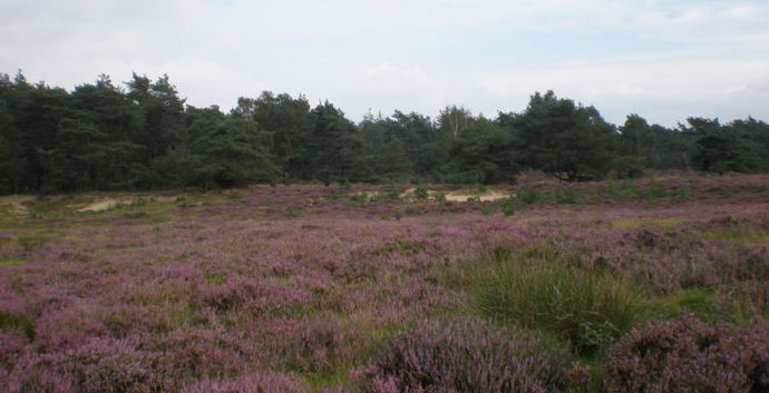 SE Wandelcafe Garderen. Veluwe. Wandelen singles 40+50+60+