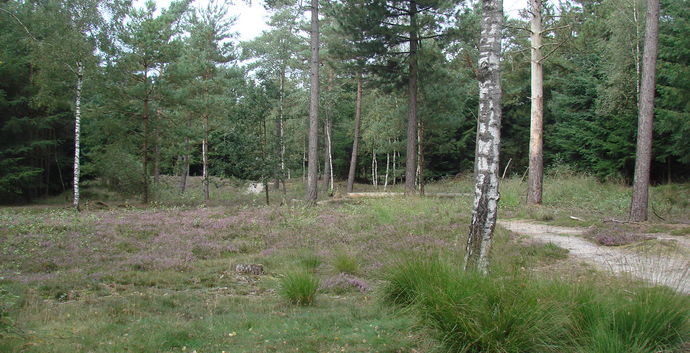 Ede Ginkelse Heide. Snertwandeling met de boswachter. Spreek af met singles!
