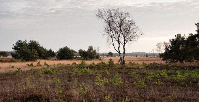 SE Wandelcafe Ginkelse Heide Ede met singles40+50+60+