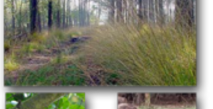 De Hoge Veluwe Wandelen/ fietsen. Spreek af met singles/ met je date!