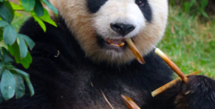 Tip. Ouwehands dierenpark Rhenen. Naar de Panda's!