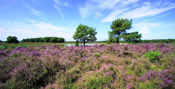 Wandeling Strabrechtse Heide Heeze 9km