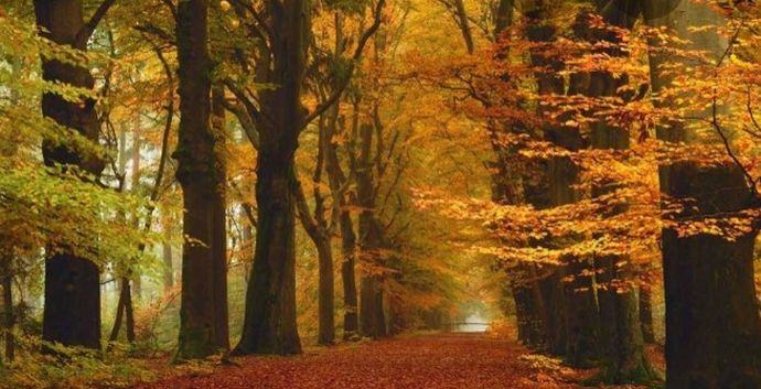 Prachtige herfst-bos wandeling naar de uitkijktoren in de Kaapsebossen van Leersum