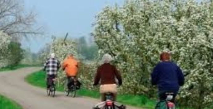 Bloesem fietstocht ( huurfietsen) Cothen