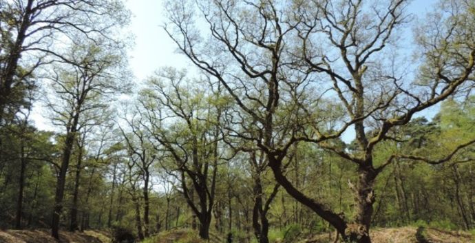 SE Wandelcafe Wolfheze heide & bos. NIEUW! Singles 45+55+65+
