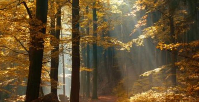 SE Wandelcafe Driebergen Stameren. Wandelen singles 45+ 55+65+
