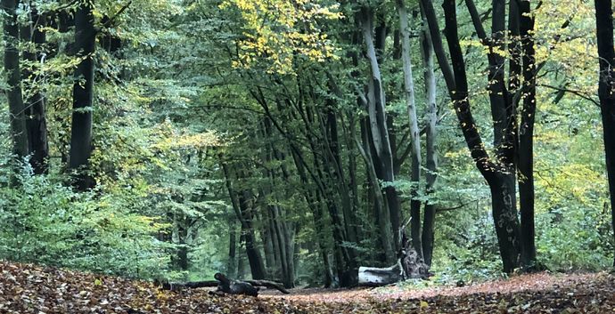 Wandelcafe Driebergen Heidestein. Singles