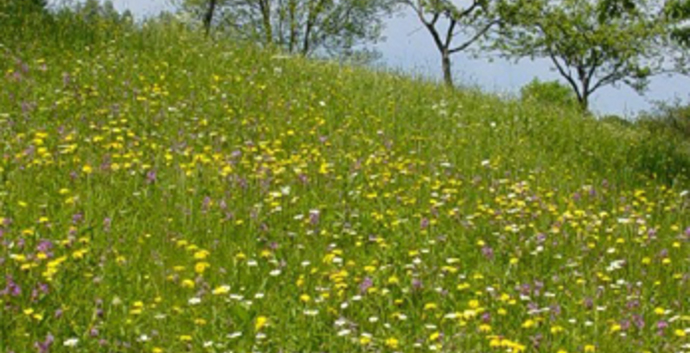 Nazomerwandelweek Duitsland Thüringerwoud