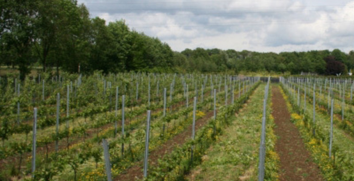 Wandelen & wijn proeven in de Doetinchemse wijnstreek