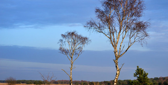 Wandelcafé Eindhoven Strabrechtste Heide
