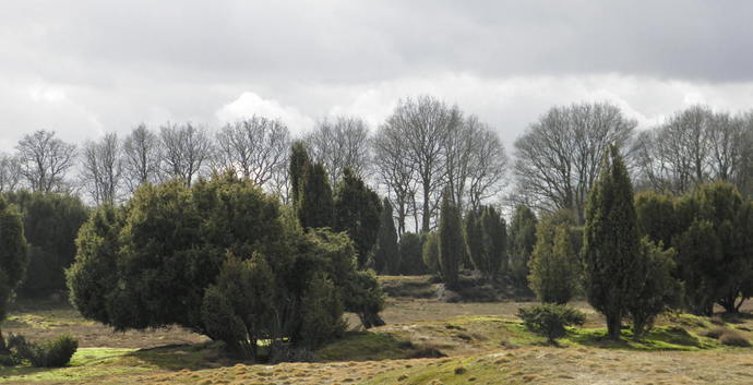Wandelcafé Hattem & Algemene Veen. Singles 35+