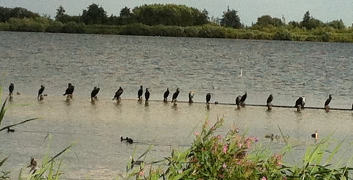 Singles Wandelcafé Reeuwijkse Plassen & Reeuwijkse Hout GAAT WEL DOOR