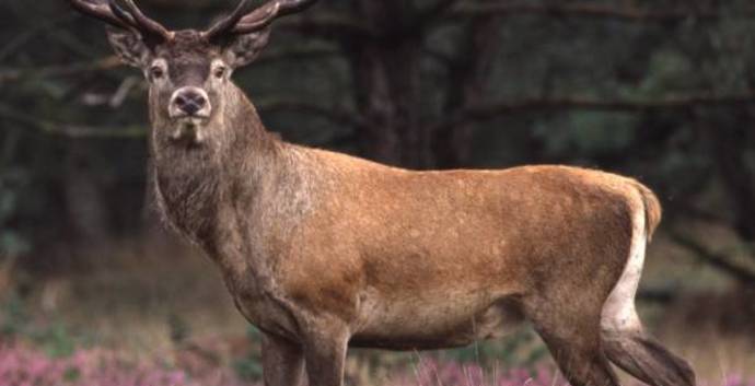 De Hoge Veluwe Wandeltocht.