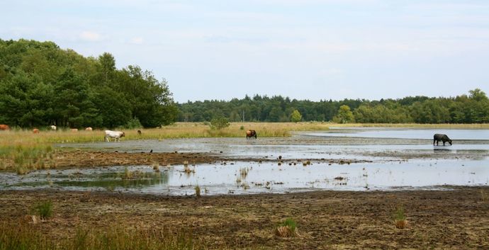 Pinksteren Wandelcafé Leersumse Veld. Vennen, heide, bos