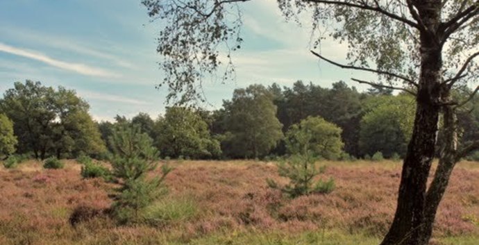 Wandelcafé Wolfhezer Heide.