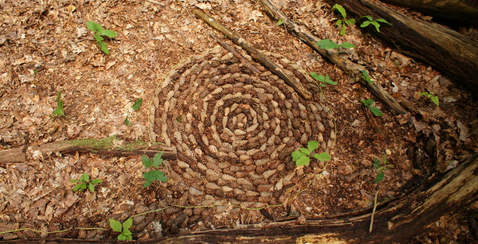 Natuurkunst. 5-daagse vakantieworkshop Utrecht.
