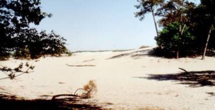 Winter Wandelcafé Drunen. Loonse en Drunense Duinen