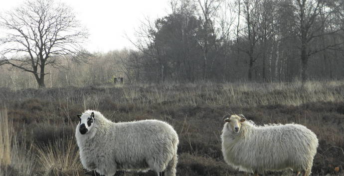 Single Weekend Drenthe. Gezelligheid, wandelen, borrelen, dansen 3 dgn.